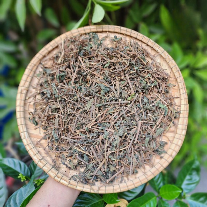 Cây thuốc dòi thân tím, tác dụng cây thuốc dòi, địa chỉ bán cây thuốc dòi