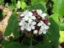 Cây bạch đồng nữ | Cây mò trắng | Mò hoa trắng