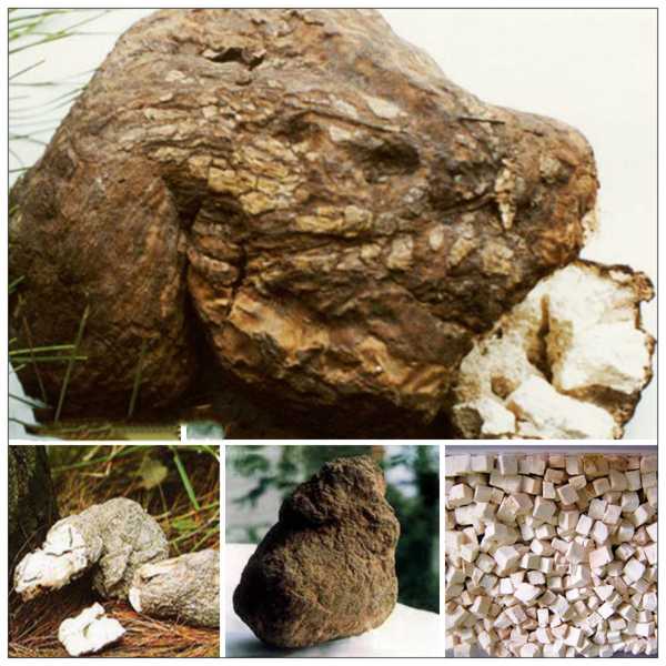 bach-linh Bạch linh | Bạch phục linh | Địa chỉ bán bạch phục linh