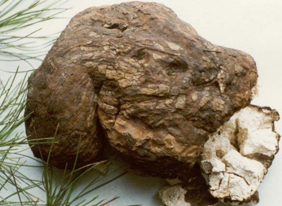 bach-phuc-linh-kho Bạch linh | Bạch phục linh | Địa chỉ bán bạch phục linh