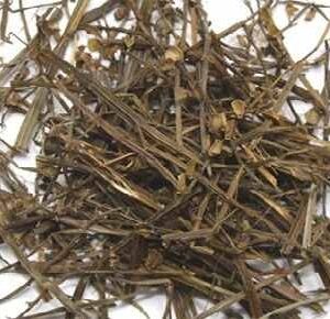 Cây bán chi liên | Địa chỉ bán cây bán chi liên khô