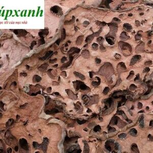 Bí kỳ nam | Cây tổ kiến | Kỳ nam gai | Kiến kỳ nam | Cây ổ kiến