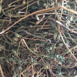 Cây biển súc | Rau đắng đất