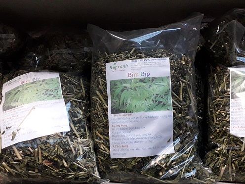 Cây bìm bịp chữa ung thư | bán cây bìm bịp chữa ung thư