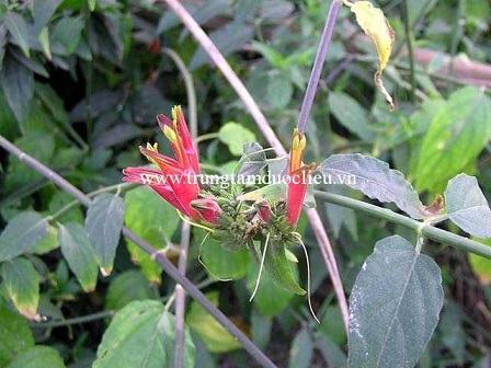 Bìm bịp | địa chỉ bán bìm bịp