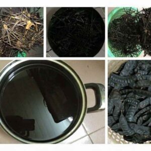 Quả bồ kết | Trái bồ kết | Gai bồ kết