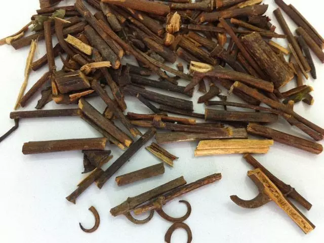 Câu đằng, công dụng cây câu đằng, địa chỉ bán câu đằng