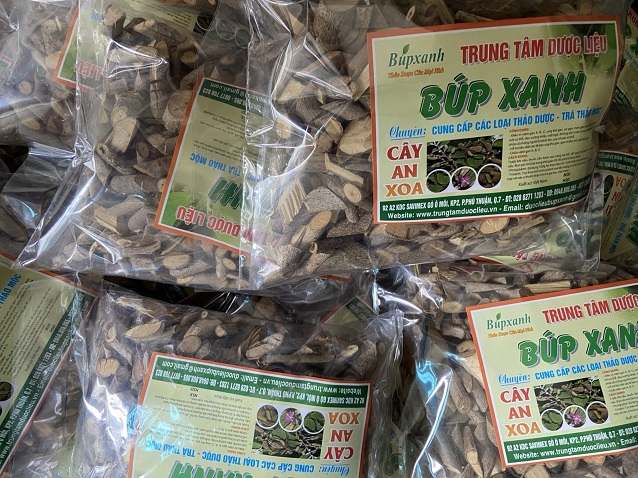 cay-an-xoa-7 Địa chỉ bán cây an xoa, mua cây an xoa ở đâu