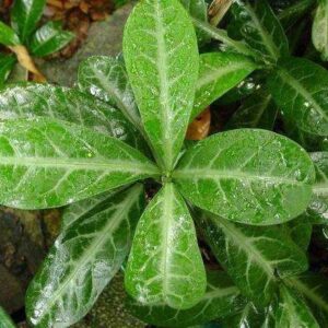 Cây lưỡi nhân | Cây lưỡi người | Cây cam xũng