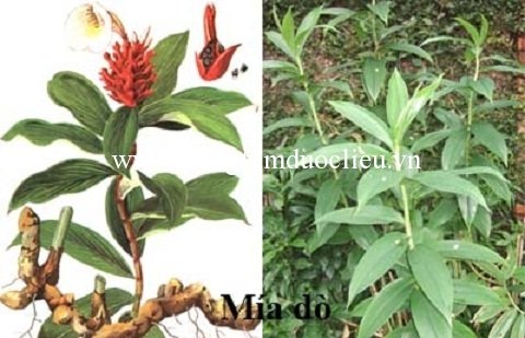 cay-cat-loi-tuoi Cây cát lồi | Mía dò | Củ cát lồi khô | Địa chỉ bán cát lồi khô