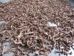 Cây cát lồi | Mía dò | Củ cát lồi khô