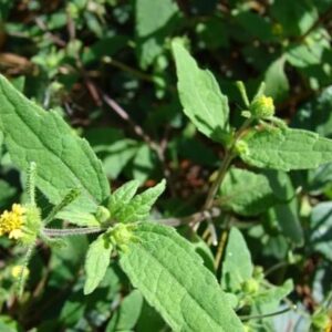 Cây hy thiêm | Hy thiêm thảo | Cây cỏ đĩ | hy tiên