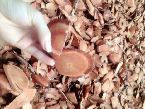 Cây cỏ máu thật  | Địa chỉ bán cây cỏ máu | Tác dụng cây cỏ máu