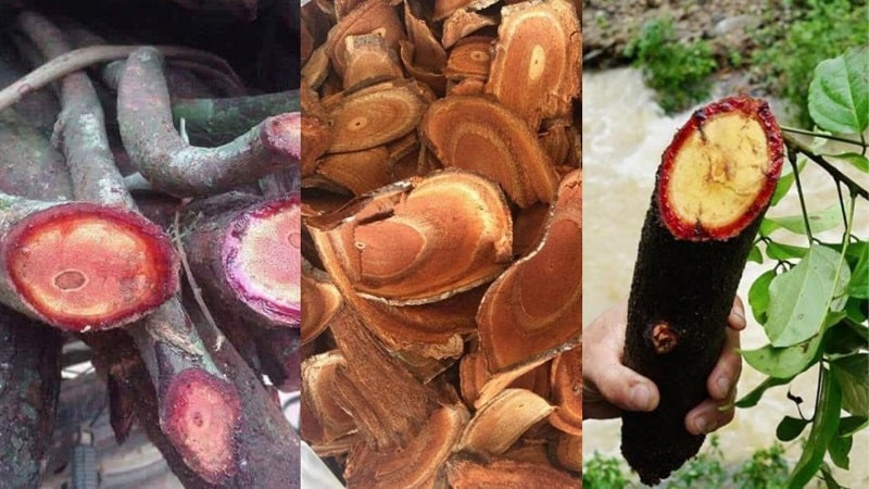 Cây cỏ máu tươi  | Địa chỉ bán cây cỏ máu | Tác dụng cây cỏ máu