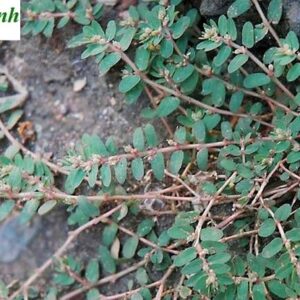 Cây cỏ sữa lá nhỏ | Cỏ sữa đỏ | Cây lợi sữa |  Cây vú sữa đất