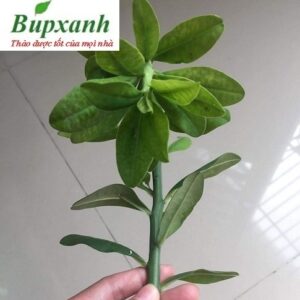 Cây giống thạch anh - cây công đức