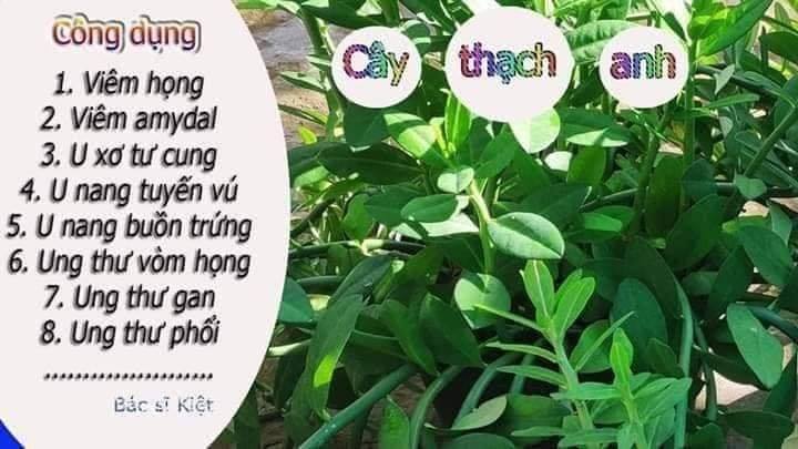 Cây giống thạch anh - cây công đức, địa chỉ bán giống, tác dụng