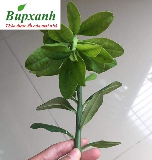 Cách phân biệt cây thạch anh thật giả