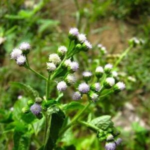 Cây cứt lợn | Cây cỏ hôi | Hoa ngũ sắc | Cây bù xít