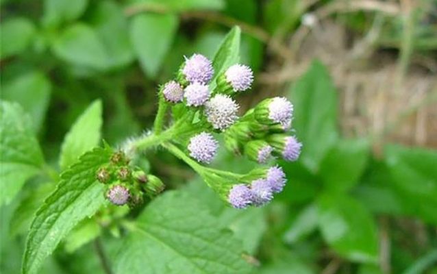 cay-cut-lon-tuoi-chua-viem-xoang Cây cứt lợn | Cây cỏ hôi | Hoa ngũ sắc | Cây bù xít