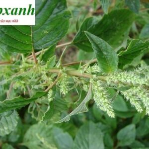 Cây dền gai | Rau dền gai | Rau dền hoang | Cây cỏ gai