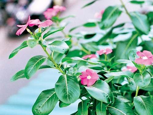 cay-dua-can-chua-benh-ung-thu-hieu-qua-1 Cây dừa cạn | công dụng cây dừa cạn | địa chỉ bán dừa cạn khô