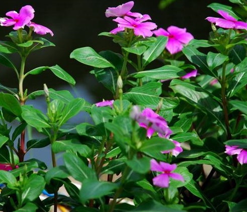 cay-dua-can Cây dừa cạn | công dụng cây dừa cạn | địa chỉ bán dừa cạn khô