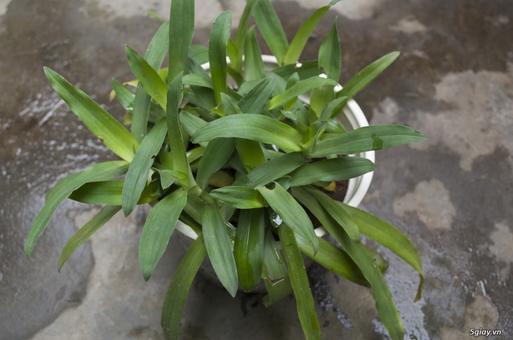 Cây bao tử - cỏ linh chi thảo - địa chỉ bán giống cây bao tử