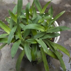 Cây bao tử - cỏ linh chi thảo