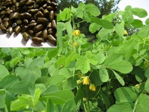 Hạt muồng | Thảo quyết minh