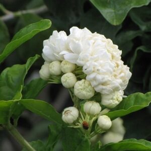 Cây hoa nhài | Cây hoa lài | Trà hoa nhài | Trà hoa lài