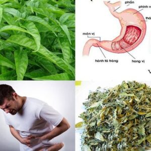 Cây hoàn ngọc trắng | Cây hoàn ngọc đỏ