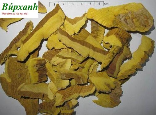 Hoàng bá | Vỏ cây núc nác | Địa chỉ bán hoàng bá nam chữa bệnh ngoài da, vảy nến