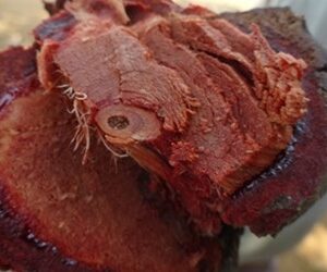 Cây huyết rồng | Địa chỉ bán cây huyết rồng