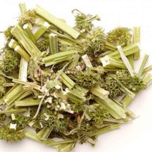 Cây ích mẫu | Ích mẫu thảo | Cây chói đèn | Cây sung úy