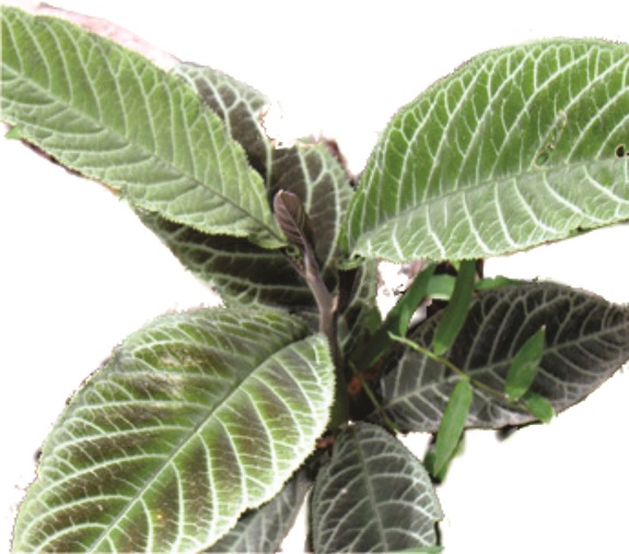 Lá khôi | Cây khôi nhung | Lá khôi tía | Cây săng xê | địa chỉ bán lá khôi chữa đau dạ dày, bao tử