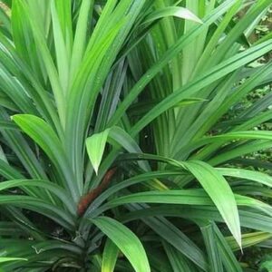 Cây Lá dứa | Cây dứa thơm | Nếp thơm | Cây cơm nếp