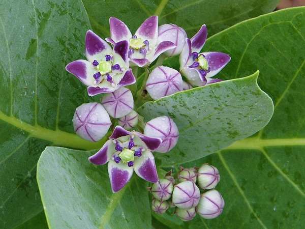 Cây lá hen | Cây bồng bồng | Cây nam tỳ bà | Địa chì bán cây bàng biền