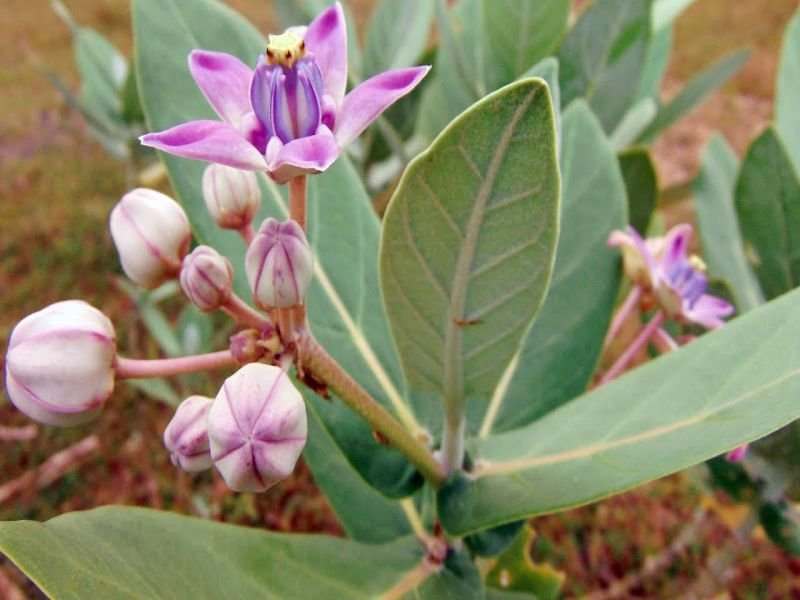 Cây lá hen | Cây bồng bồng | Cây nam tỳ bà | Địa chì bán cây bàng biền