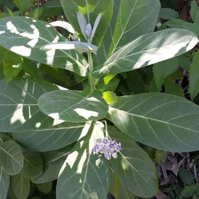 Lá Hen – thảo dược quý trong điều trị đờm – ho – khó thở