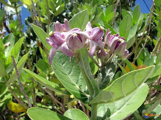 Cây lá hen | Cây bồng bồng | Cây nam tỳ bà | Địa chì bán cây bàng biền