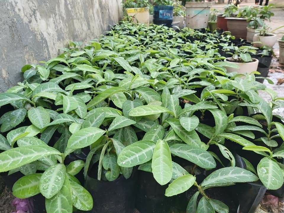 cay-luoi-nguoi Cách phân biết lá lưỡi người | Cây lưỡi nhân | Cây lưỡi người | Cây cam xũng địa chỉ bán lá lưỡi nhân