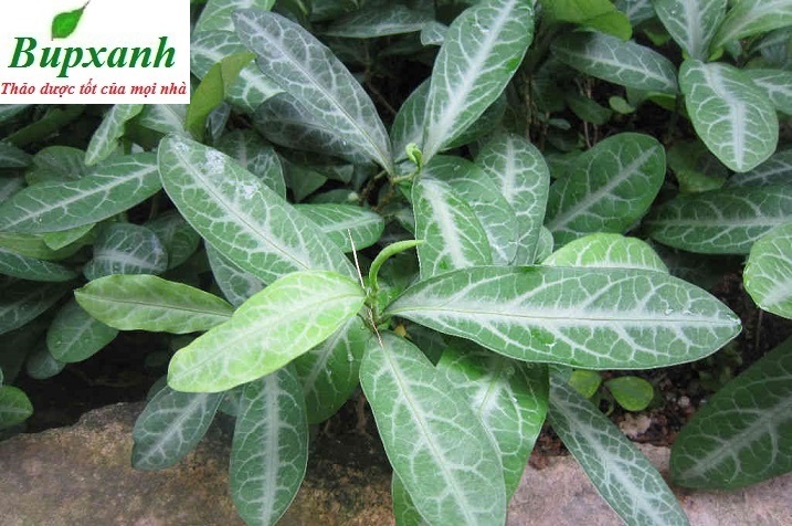 cay-luoi-nhan-luoi-nguoi-bupxanh