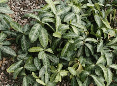 cay-luoi-nhan-trong Cây lưỡi nhân | Cây lưỡi người | Cây cam xũng