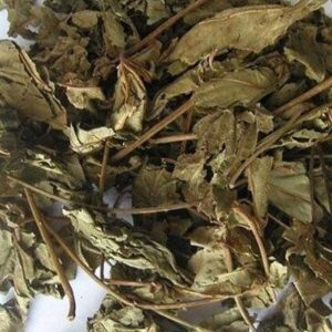 Cây mã đề | Bông mã đề | Xa tiền thảo | Xa tiền tử