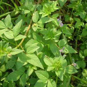 Cây mần ri |  Cây màn ri tía | Mùng ri | Cây hoa tím