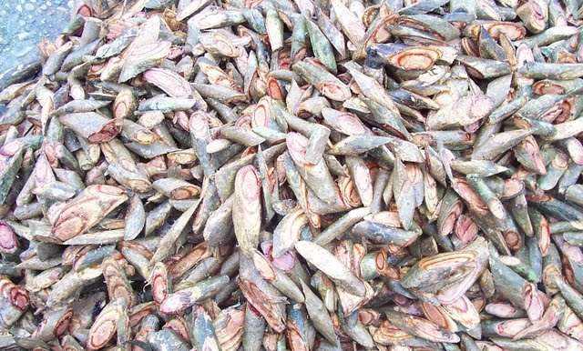 cây máu chó - Cây cỏ máu | Địa chỉ bán cây cỏ máu | Tác dụng cây cỏ máu