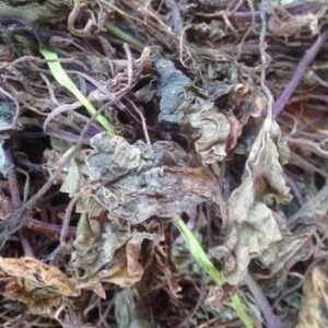 Cây một lá | Lan một lá | Lan cờ | Thanh thiên quỳ | Sâm một lá|  địa chỉ bán củ một lá