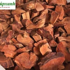 Cây mú từn | Cù boong nậu | Rễ mú từn