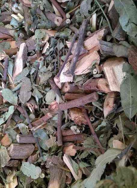 cay-muc-kho Cây mực | cây phèn đen | Địa chỉ bán cây phèn đen | Bán cây mực